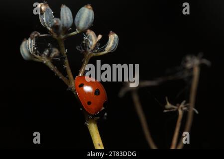 Ladybird coccinella septempunctata alla ricerca di dove trascorrere la notte nella laguna di Gaianes, in Spagna Foto Stock