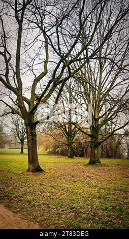 Waldpark im Herbst Foto Stock