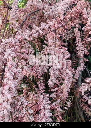 uno splendido glicine rosa in natura Foto Stock