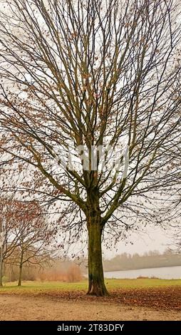 Waldpark im Herbst Foto Stock