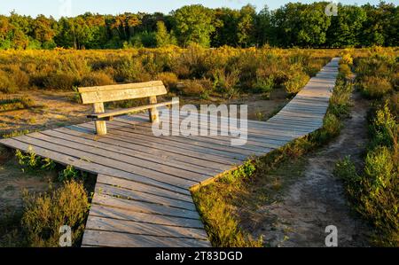 Foresta di Mastbos nella città olandese di Breda, vista del sentiero in legno e della panchina al tramonto Foto Stock