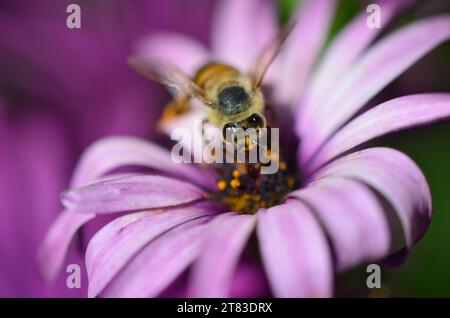 Particolare di ape in latino Apis mellifera, europeo o occidentale ape miele seduta sul viola o fiore blu Foto Stock