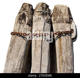 Primo piano di un gruppo di grandi pali di legno impiantati nel fondo marino denominato Briccola o Bricola, isolati su fondo bianco. Laguna di Venezia, V Foto Stock