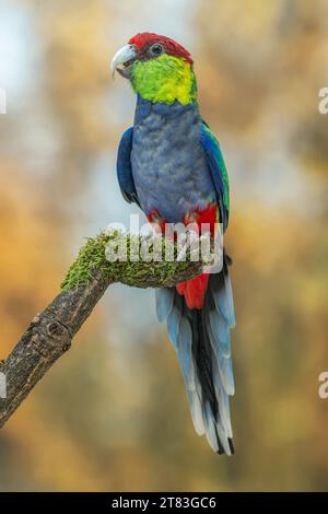 Pappagallo con tappo rosso maschio, Purpureicephalus spurius Foto Stock