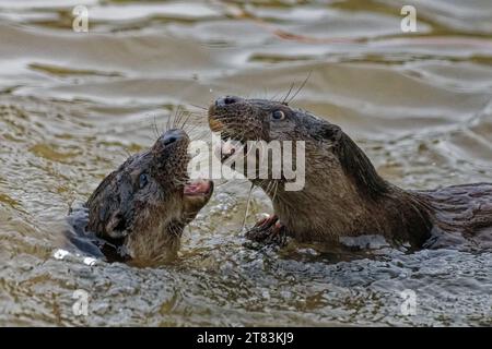 I giovani della lontra eurasiatica (Lutra lutra) giocano a combattere in acqua. Foto Stock