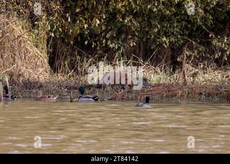 Fox Vulpes x2, pattugliatore in riva al lago come un cane dalla coda bianca e dalla punta cespugliosa e dal cappotto invernale di pelliccia rossa arancione, vista a distanza del paesaggio della parte inferiore bianca Foto Stock