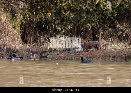 Fox Vulpes x2, pattugliatore in riva al lago come un cane dalla coda bianca e dalla punta cespugliosa e dal cappotto invernale di pelliccia rossa arancione, vista a distanza del paesaggio della parte inferiore bianca Foto Stock