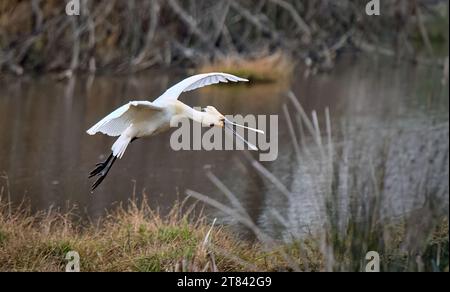 Uccello cucchiaio comune nel suo habitat naturale del Parco Nazionale di Doñana, Andalusia, Spagna Foto Stock