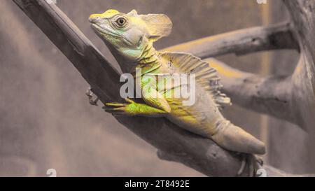 Basilisk basilisk, basiliscus basiliscus, lucertola camaleontica di colore giallo su un ramo secco da vicino. Animale raro sudamericano. Foto Stock