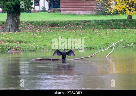 Old Windsor, Berkshire, Regno Unito. 18 novembre 2023. Dopo le forti piogge degli ultimi giorni, il Tamigi rimane gonfio. Un cormorano si staglia su un bastone nel Tamigi a Old Windsor nel Berkshire mentre asciuga le ali. I cormorani mangiano pesci e sono noti per essere eccellenti sub. I Phalacrocoracidae sono una famiglia di circa 40 specie di uccelli acquatici comunemente noti come cormorani e shags. Credito: Maureen McLean/Alamy Live News Foto Stock