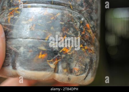 trappola per calabroni asiatici nella mia mano con molti di loro uccisi dentro Foto Stock