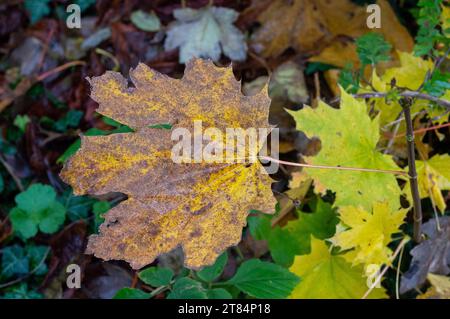 Egham, Regno Unito. 18 novembre 2023. Foglie autunnali. E' stato un altro giorno umido e drizzly oggi a Egham, Surrey. Credito: Maureen McLean/Alamy Foto Stock