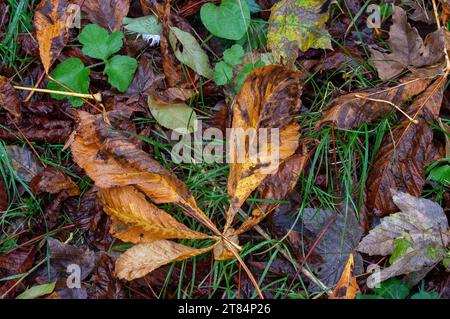 Egham, Regno Unito. 18 novembre 2023. Foglie autunnali. E' stato un altro giorno umido e drizzly oggi a Egham, Surrey. Credito: Maureen McLean/Alamy Foto Stock