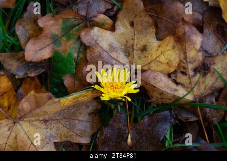 Egham, Regno Unito. 18 novembre 2023. Un lampo di tarassino giallo. E' stato un altro giorno umido e drizzly oggi a Egham, Surrey. Credito: Maureen McLean/Alamy Foto Stock