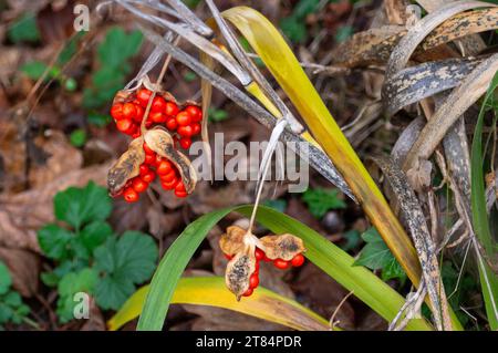 Egham, Regno Unito. 18 novembre 2023. Bacche rosse d'autunno. E' stato un altro giorno umido e drizzly oggi a Egham, Surrey. Credito: Maureen McLean/Alamy Foto Stock