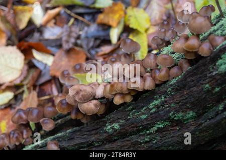 Egham, Regno Unito. 18 novembre 2023. Funghi nel bosco al National Trust di Egham, Surrey, in un altro giorno umido e drizzly oggi a Egham, Surrey. Credito: Maureen McLean/Alamy Foto Stock