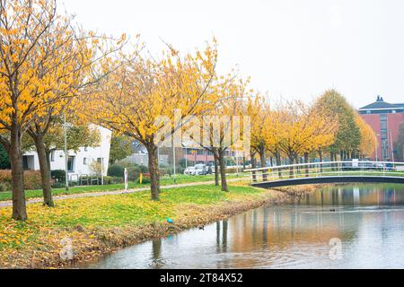 Fila di ciliegie ornamentali con foglie dorate lungo un canale con ponte in un villaggio olandese. Foto Stock