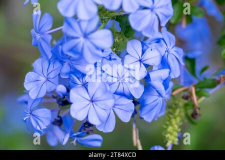 Fiori blu di un fiore di leadwort del Capo (Plumbago capensis). Plumbago è un genere di 10-20 specie di piante da fiore della famiglia Plumbaginaceae, na Foto Stock