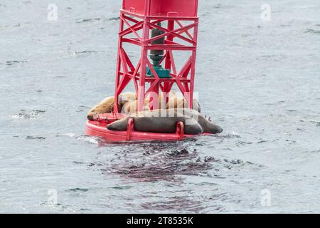 I leoni marini di Steller riposano e fanno scalo su una boa di spedizione leggera a Sitka, Alaska, Stati Uniti Foto Stock