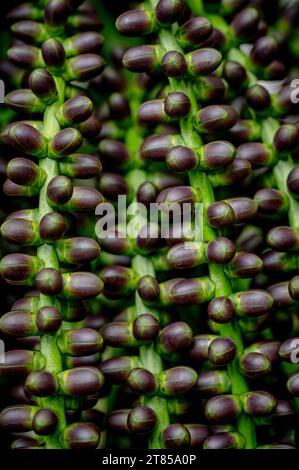 Frutto dell'Arenga pinnata, nota anche come palma di piume, palma da zucchero, palma areng, palma da zucchero nera e palma kaong. Mauritius, Africa orientale Foto Stock