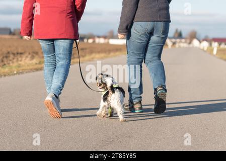 La donna sta camminando con un piccolo cane obbediente Jack Russell Terrier su una strada di catrame. Il cane si sta guardando indietro Foto Stock