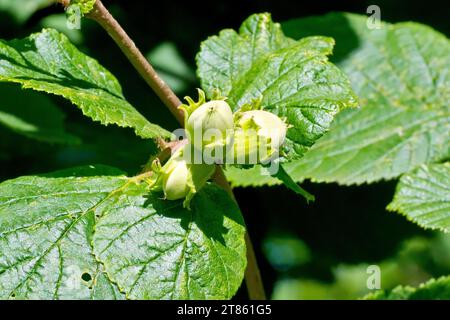 Nocciola, noce o noce di cocco (corylus avellana), primo piano che mostra un gruppo di frutti immaturi o nocciole che maturano al sole estivo. Foto Stock