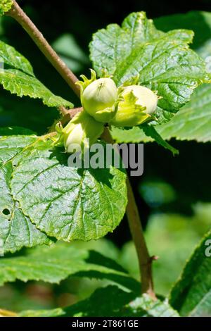 Nocciola, noce o noce di cocco (corylus avellana), primo piano che mostra un gruppo di frutti immaturi o nocciole che maturano al sole estivo. Foto Stock