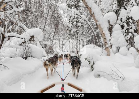 La squadra di husky tira slitte trainate da cani lungo un sentiero invernale bianco con alberi coperti di neve Foto Stock