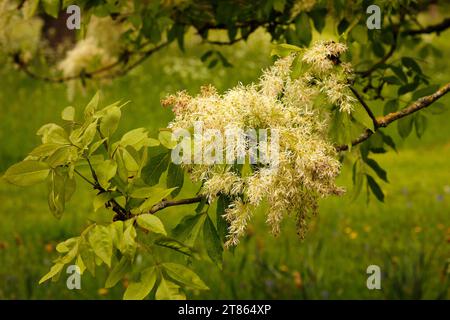 Fraxinus bungeana «Bunge Ash» [Royal Botanic Gardens Kew] Foto Stock