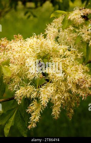 Fraxinus bungeana «Bunge Ash» [Royal Botanic Gardens Kew] Foto Stock