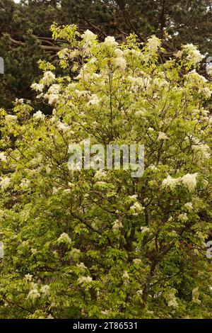 Fraxinus bungeana «Bunge Ash» [Royal Botanic Gardens Kew] Foto Stock