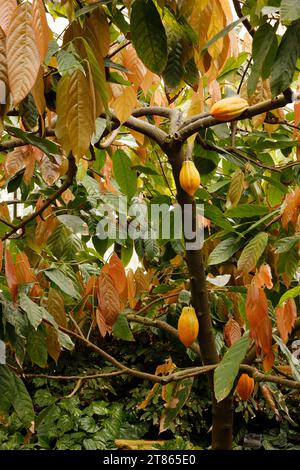 Theobroma cacao «Cacao Tree» [Royal Botanic Gardens Kew] Foto Stock