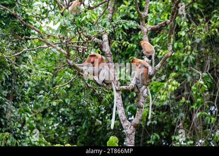 La scimmia proboscica maschile, Nasalis larvatus, urla da un albero che avverte la sua famiglia del pericolo nella foresta pluviale del Borneo Foto Stock