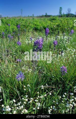 camas comune (Camassia Quamash) nel prato Willamette Flood Plain Research Natural area, William Finley National Wildlife Refuge, Oregon Foto Stock