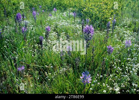 camas comune (Camassia Quamash) nel prato Willamette Flood Plain Research Natural area, William Finley National Wildlife Refuge, Oregon Foto Stock