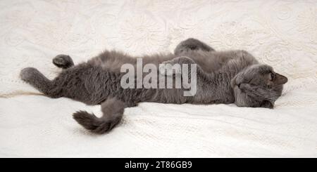 Gatto grigio shorthair britannico che dorme sulla schiena Foto Stock
