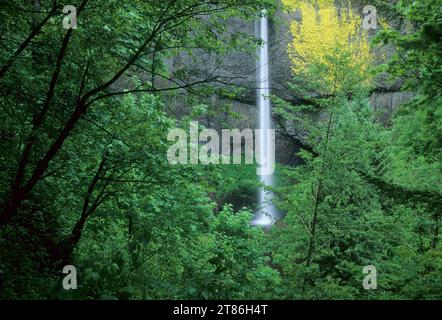 Latourell Falls, Guy Talbot State Park, Columbia River Gorge National Scenic area, Oregon Foto Stock