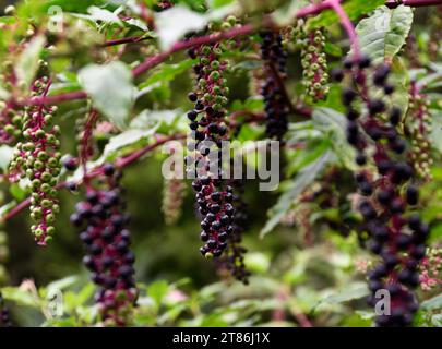 Primo piano delle bacche su una pianta di poke (Phytolacca americana) che cresce in un cortile di Abingdon, Virginia. Foto Stock