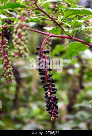 Primo piano delle bacche su una pianta di poke (Phytolacca americana) che cresce in un cortile di Abingdon, Virginia. Foto Stock