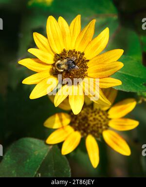 Un bumblebee si nutre di un fiore di girasole ad Abingdon, Virginia. Foto Stock