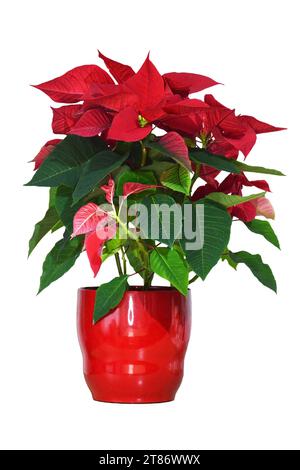 Fiore rosso di Poinsettia in vaso di fiori isolato su sfondo bianco Foto Stock