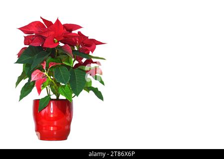 Fiore rosso di Poinsettia in vaso di fiori isolato su sfondo bianco con spazio per la copia Foto Stock