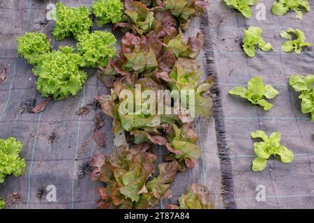 Lattuga biologica sana e deliziosa in una serra in Galizia, Spagna Foto Stock