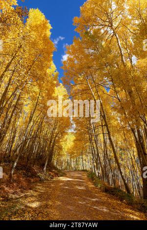 Alberi di Aspen autunnali lungo una strada sterrata vicino a Rico, Colorado Foto Stock
