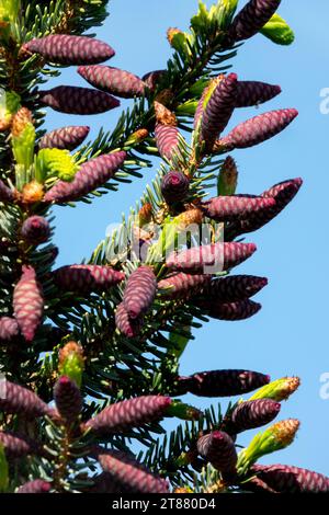 Coni femmina, abete rosso serbo, coni, abete rosso, albero Picea omorika "Aurea Litomysl" Foto Stock