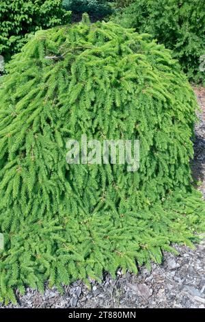 Abete rosso norvegese, Picea abidisce il cultivar "Formanek" a bassa densità, rami sporgenti prostrati Foto Stock