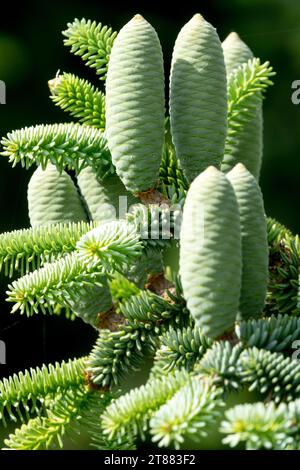 Abete di riccio, coni femminili, abete spagnolo, coni, Abies pinsapo, abete, Abies pinsapo 'Hammondii' Foto Stock