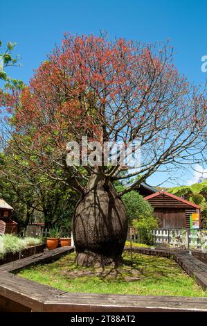 Sydney Australia, Queensland albero di bottiglia con una nuova crescita contro il cielo blu Foto Stock