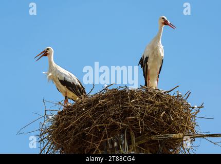 Le cicogne si trovano nel nido sulla cima del palo o del pilastro della città, un paio di uccelli bianchi sullo sfondo blu del cielo in estate. Famiglia di cicogne selvatiche che vive in villaggio o. Foto Stock