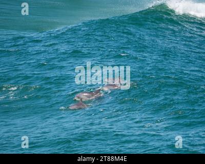 Branco di lucenti delfini tursiopi grigi, cavalcando l'onda mentre nuotano oltre il promontorio nella splendida costa australiana dell'Oceano Pacifico Foto Stock